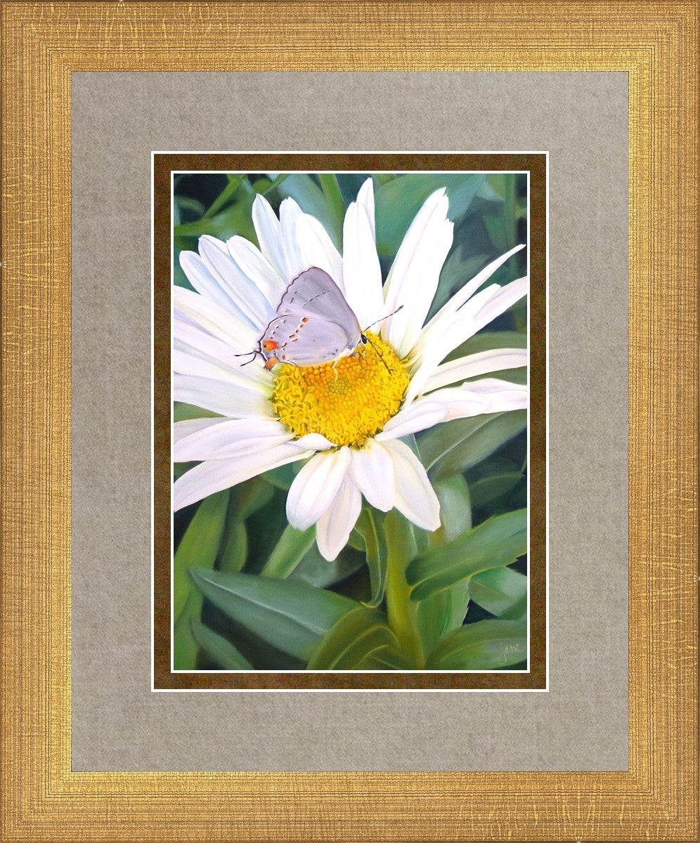 The Daisy and The Butterfly