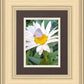 The Daisy and The Butterfly