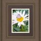 The Daisy and The Butterfly