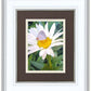The Daisy and The Butterfly