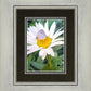 The Daisy and The Butterfly