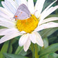 The Daisy and The Butterfly