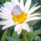 The Daisy and The Butterfly