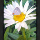 The Daisy and The Butterfly