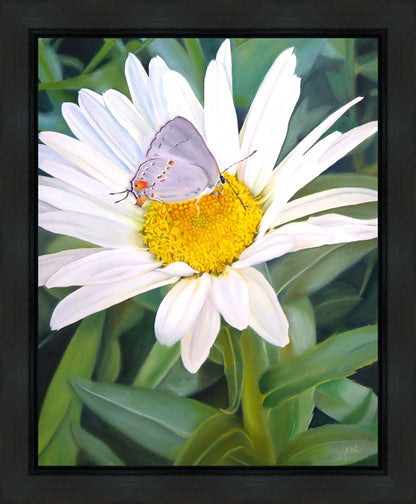 The Daisy and The Butterfly