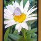 The Daisy and The Butterfly