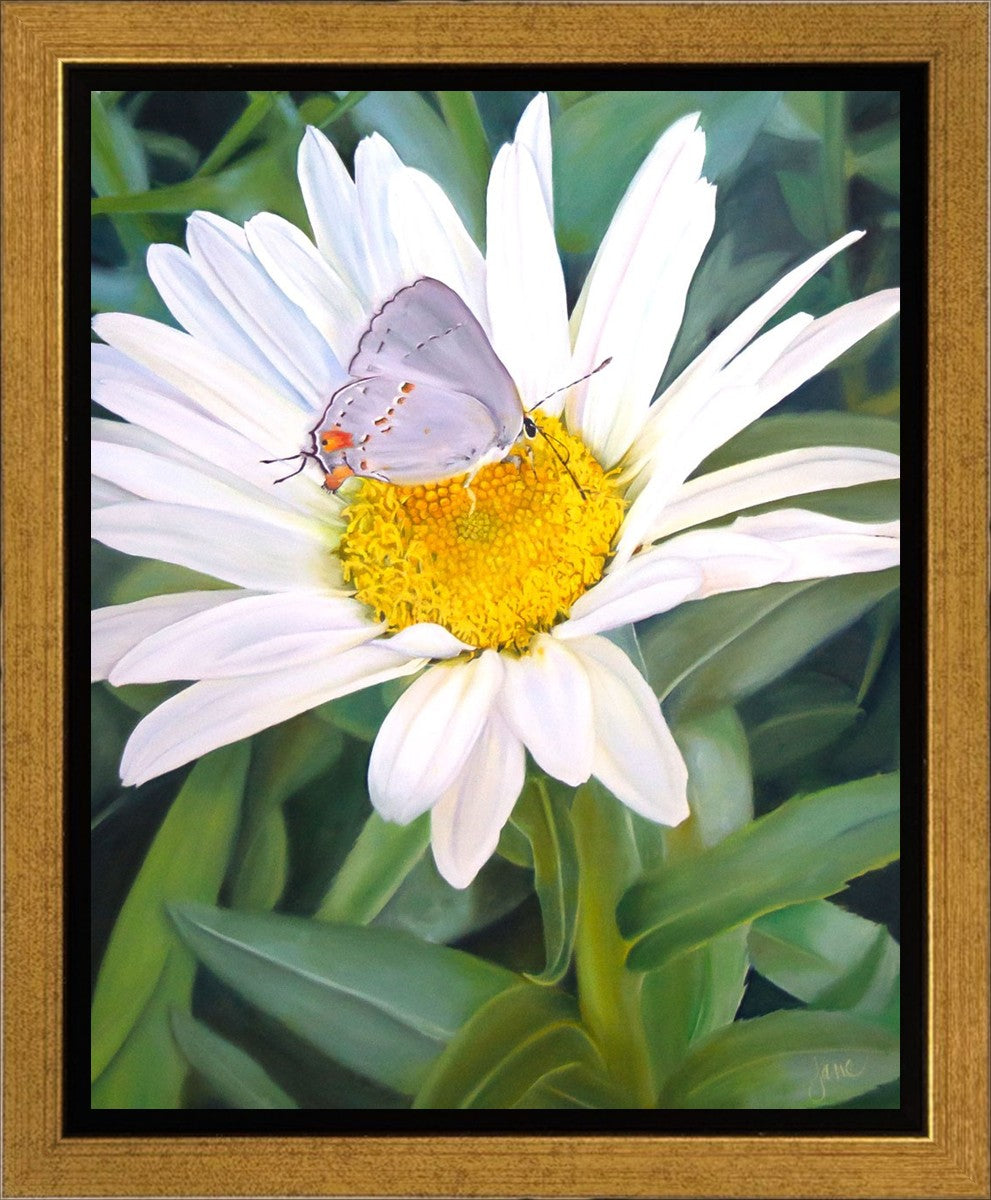 The Daisy and The Butterfly
