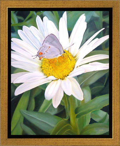 The Daisy and The Butterfly