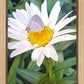 The Daisy and The Butterfly