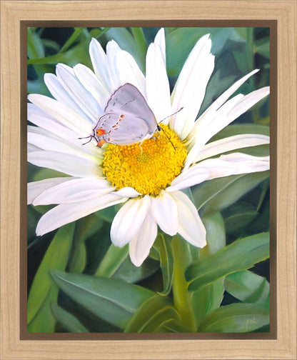 The Daisy and The Butterfly