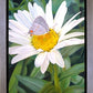 The Daisy and The Butterfly