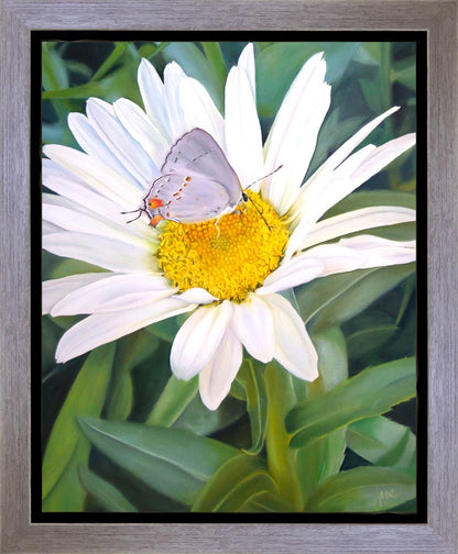 The Daisy and The Butterfly