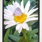 The Daisy and The Butterfly