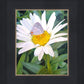 The Daisy and The Butterfly