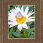 The Daisy and The Butterfly