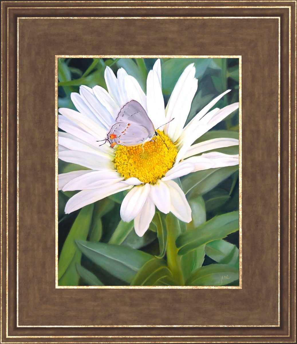 The Daisy and The Butterfly