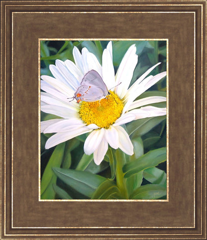 The Daisy and The Butterfly