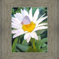 The Daisy and The Butterfly