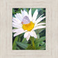 The Daisy and The Butterfly