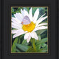 The Daisy and The Butterfly