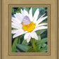 The Daisy and The Butterfly