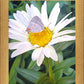 The Daisy and The Butterfly