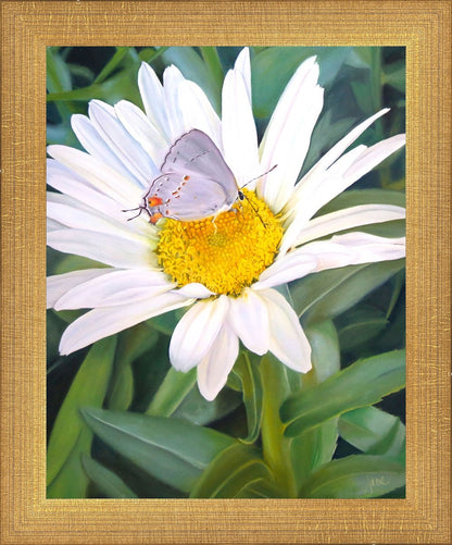 The Daisy and The Butterfly