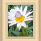 The Daisy and The Butterfly