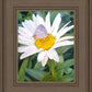 The Daisy and The Butterfly
