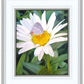 The Daisy and The Butterfly