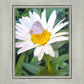 The Daisy and The Butterfly