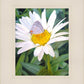 The Daisy and The Butterfly