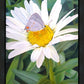 The Daisy and The Butterfly