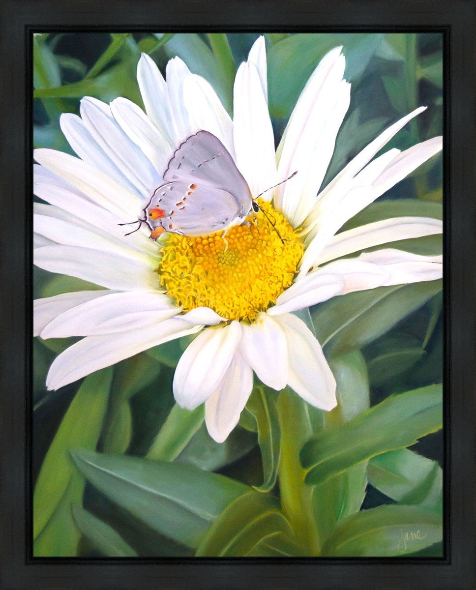 The Daisy and The Butterfly