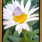 The Daisy and The Butterfly