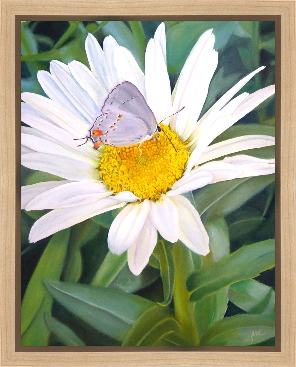 The Daisy and The Butterfly