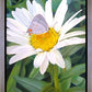 The Daisy and The Butterfly