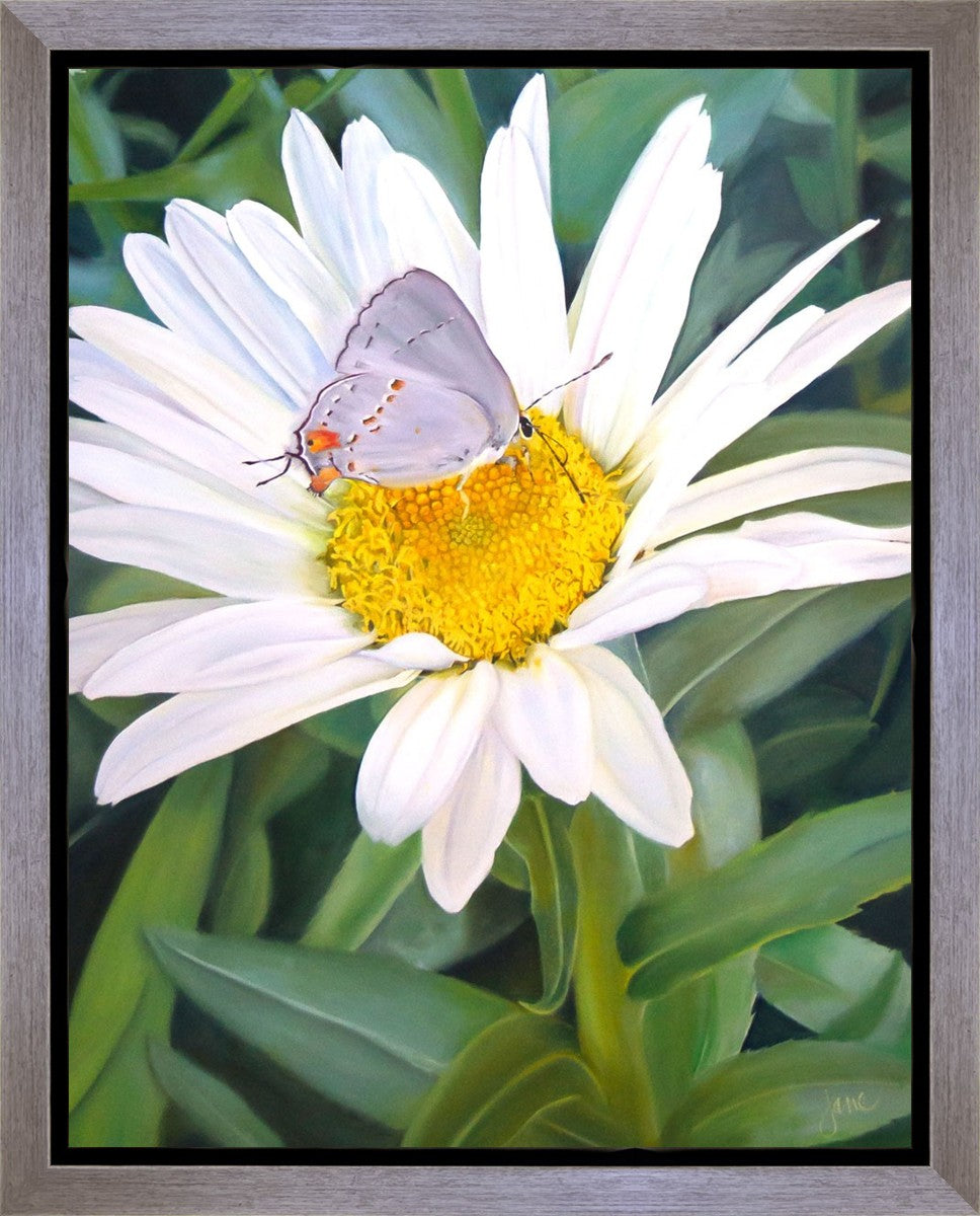 The Daisy and The Butterfly