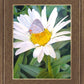 The Daisy and The Butterfly