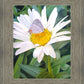 The Daisy and The Butterfly