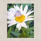 The Daisy and The Butterfly