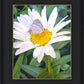 The Daisy and The Butterfly