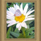 The Daisy and The Butterfly