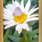 The Daisy and The Butterfly