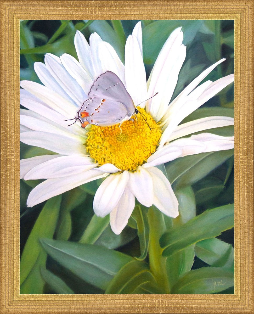 The Daisy and The Butterfly