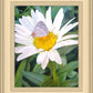The Daisy and The Butterfly