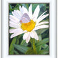 The Daisy and The Butterfly