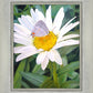 The Daisy and The Butterfly