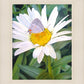 The Daisy and The Butterfly