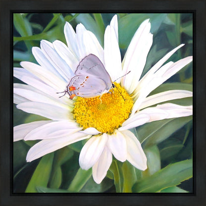 The Daisy and The Butterfly